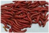 Red Giants: Premium Live Bait for the Ultimate Fishing Experience