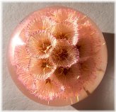 Pink Starflower Lucite Paperweight
