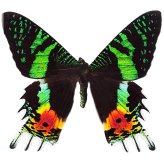 Madagascar Sunset Moth Collectible