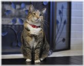 Cozy Kitty Charm Collar