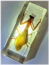 Praying Mantis Encased in Lucite Resin Science Specimen