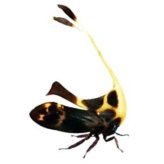 Tropical Leafhopper Lanternfly Entomology Specimen Pack