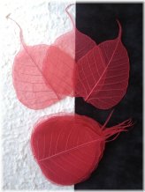 Ruby Banyan Skeleton Leaves