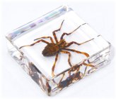 Arachnid Encased Specimen Block