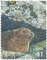 American Pika Stamp
