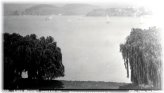 Oakland Through the Trees Negative