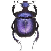 Thai Purple Scarab Beetle Specimen Pack