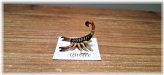 Sonora Scorpion Miniature Figurine