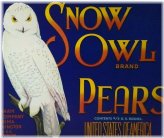 Vintage Snow Owl Fruit Crate Label