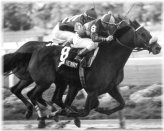 Equine Elegance Photo Print