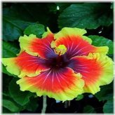 Rainbow Hibiscus Seed Collection