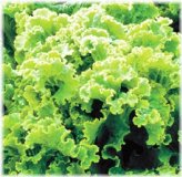 Frosty Emerald Lettuce Bulbs