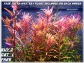 Rotala Rotundifolia RED - Live Aquatic Plant