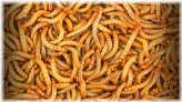 Wriggling Delights - Nutritious Live Mealworms for Your Reptile Pal