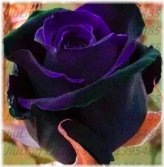 Black Orchid Rose Blend Seeds