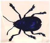 Cobalt Blue Milkweed Beetle Resin Specimen