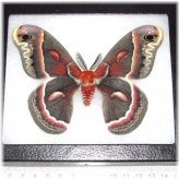 Indiana Red Saturn Moth Male Collectible