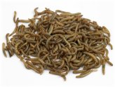 NutriGrubs: Premium Live Mealworms for Happy Reptiles