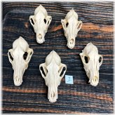 Wild Spirit Skull Collection