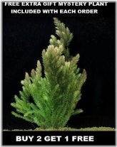 Hornwort Haven