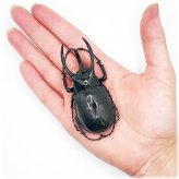 Atlas Beetle Specimen Pack