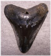 Ancient Megalodon Tooth Discovery