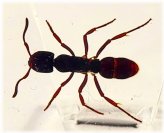 Tropical Giant Ant Specimen in Lucite Resin