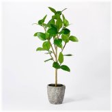 Studio McGee Banyan Tree Potted