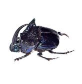 Blue Horned Dung Beetle Collectible