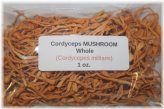 Cordyceps Militaris Whole Mushroom Extract