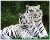 White Bengal Tiger Nature Print