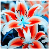 White Citrus Lily Bloom Seed Collection