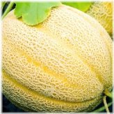 Sunburst Melon Seeds - Heirloom, Fresh, and NON-GMO