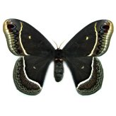 Black Saturn Moth Specimen - Arizona USA