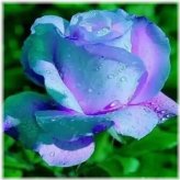 Blue Violet Rose Tea Flower Bush Seeds