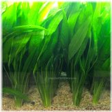 Giant Amazon Sword Mother