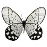 Peruvian Clearwing Butterfly Specimen