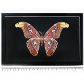 Atlas Moth - Indonesian Male Black Background Variant