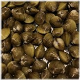 Wild Caught Freshwater Clams for Natural Aquarium Filtration