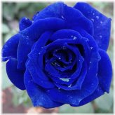 Midnight Sapphire Rose Bush Seeds