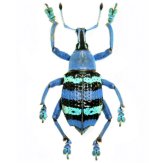 Indonesian Jewel Weevil