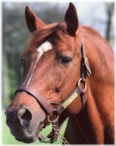 Kentucky Derby Legend: Secretariat's 1973 Victory