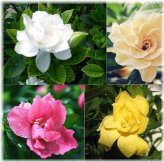 Fragrant Gardenia Seed Mix