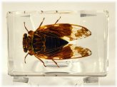 Cicada Specimen in Lucite Resin