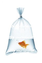 Aquatic Transit Bags