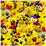 Sunshine Pansies Cotton Fabric