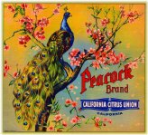 Riverside Peacock Orange Citrus Label