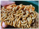 Wiggly Bites - Live Mealworms with Guaranteed Arrival and Free Shipping