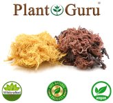 Seamoss Gold & Purple - Pure Wildcrafted Irish Moss from St. Lucia