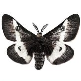 Black and White Saturn Moth Specimen